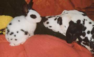 pepita2